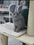 British shorthair