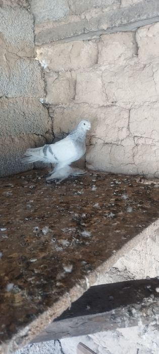 Kaptar xamasi soglom