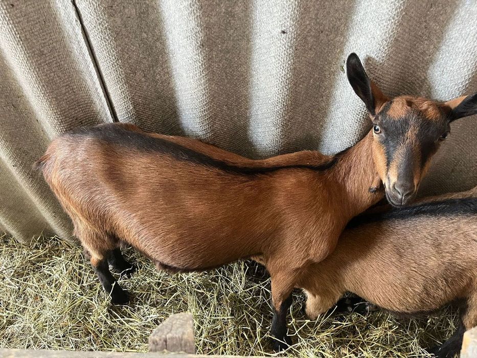 Vând capre Alpine cu acte