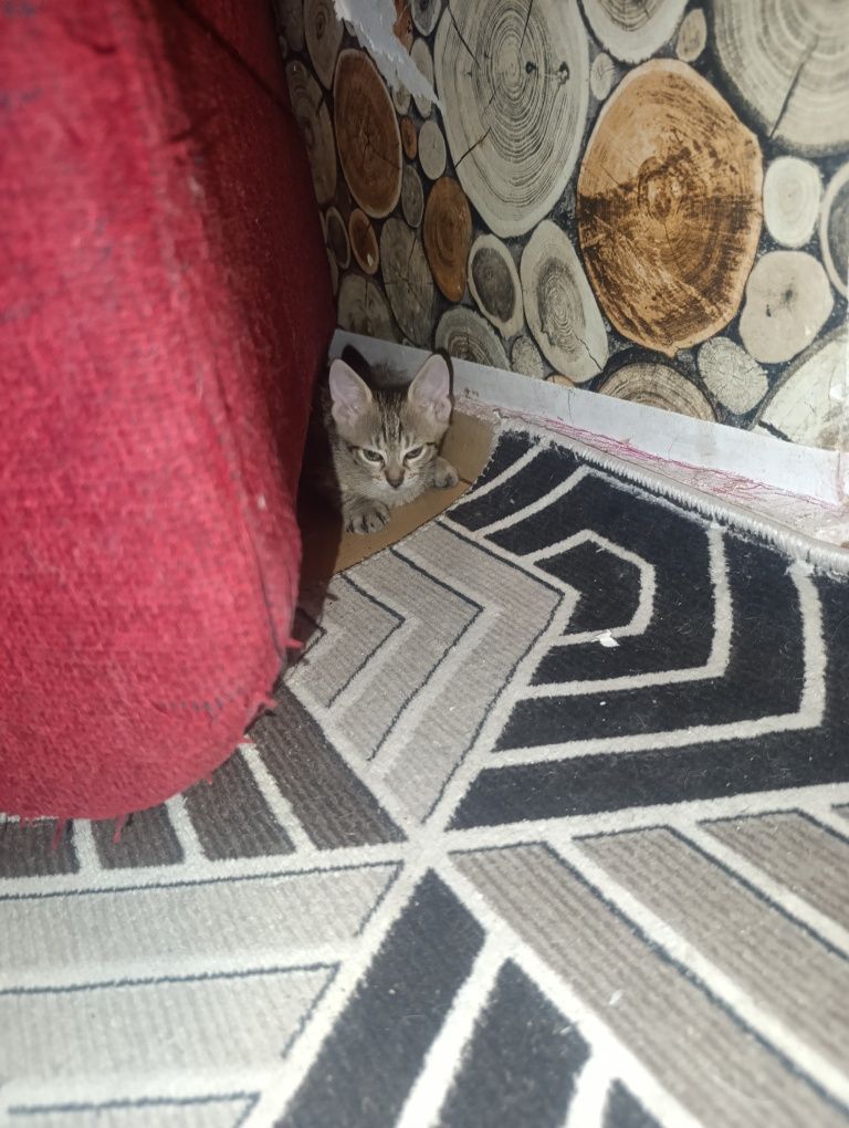 Подарявам мъжки котенца