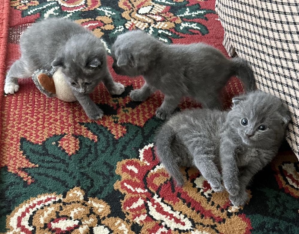 Продается котята