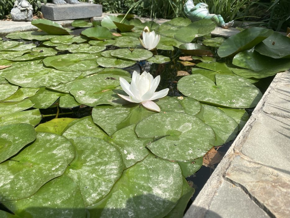 Водяные кувшинки лилия (белая, темно розовая)