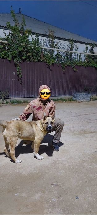 Алабай 5 мес. Сын Вагона чимпион Мангистау