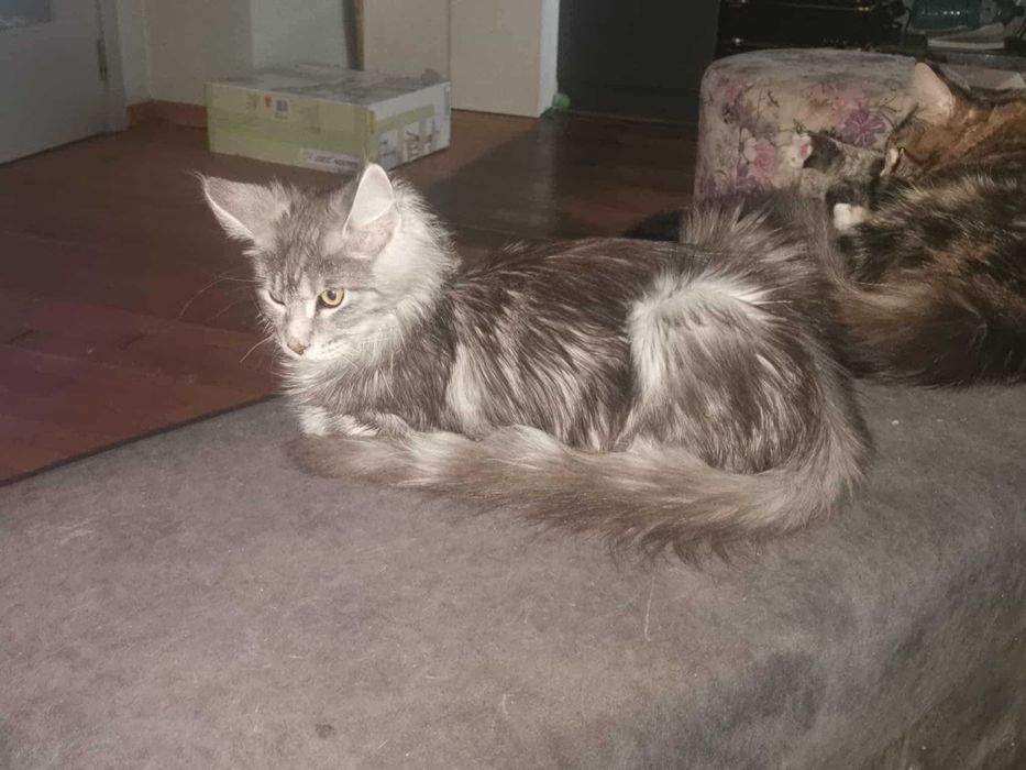 Мейн Кун.Мъжко.Чистокръвно