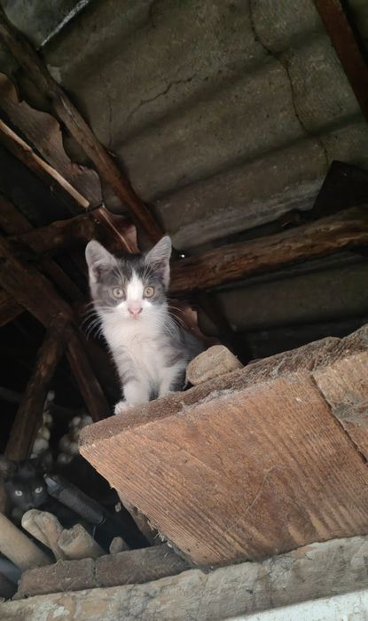 Ofer spre adopție 7 puiuți de pisica