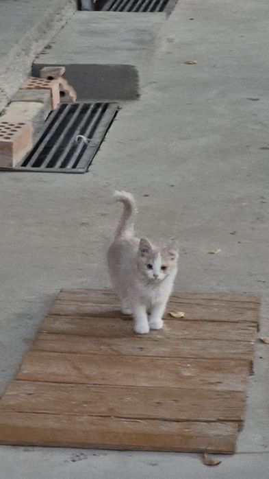 Мушуклар бор, озингиз уйдан келиб олиб кетасиз.