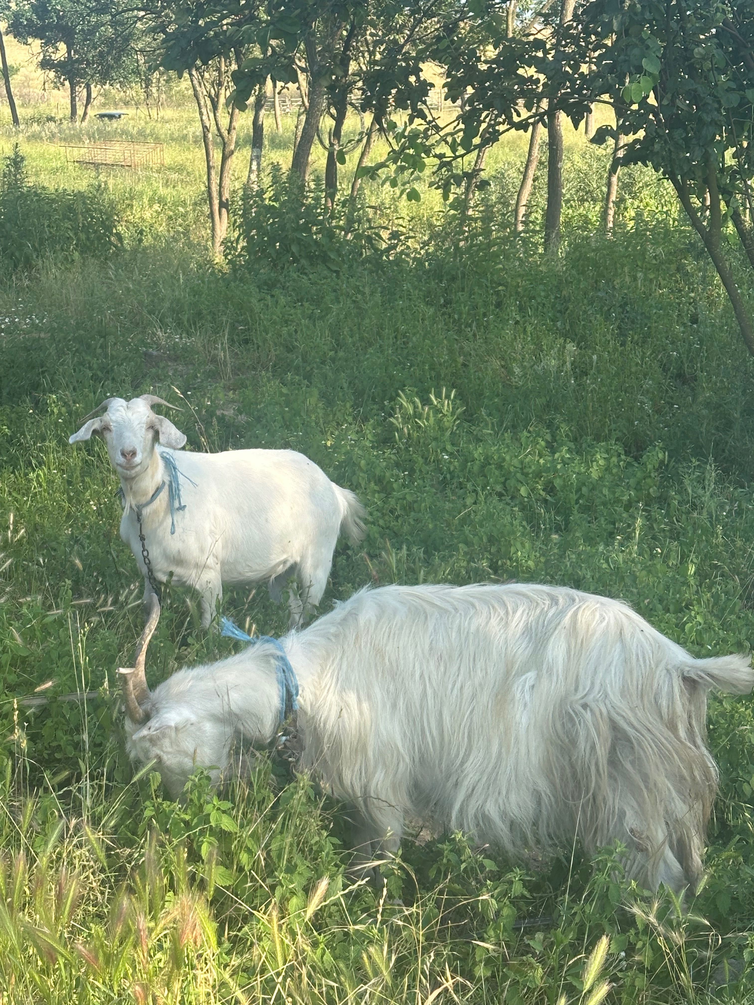 Vând capre și iezi 550 lei bucata negociabil