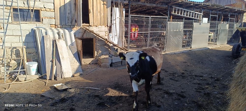 Vitea Bălțată românească