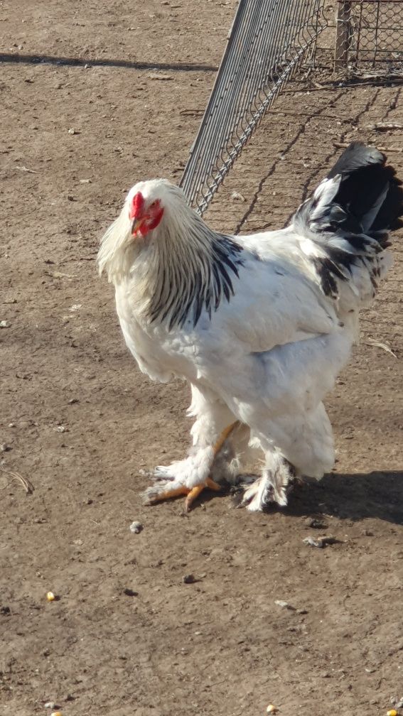 Cocosi de vanzare!