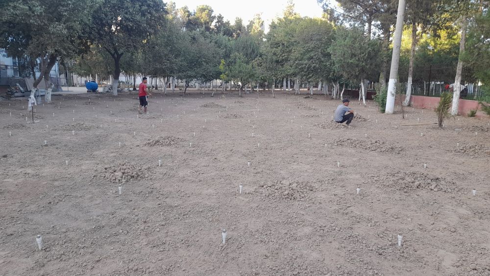 Gazon ekish lanshaft