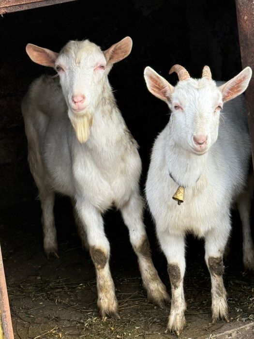 Vând 2 Capre si 2 țapi