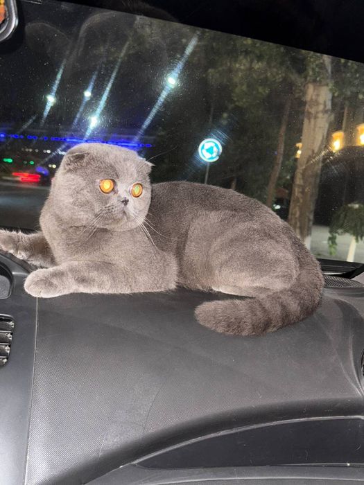 Шотландская вислоухая