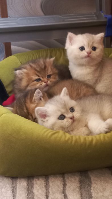 Элитные британские котята