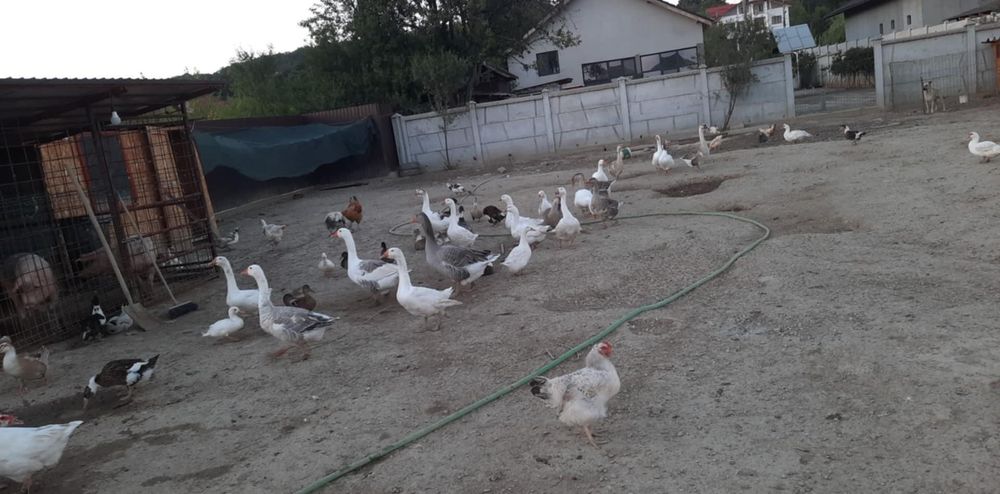 Gaste disponibile și rate doar fără moț