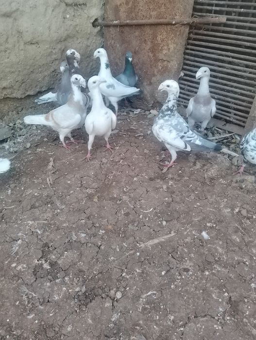 Vand porumbei voiajori germani