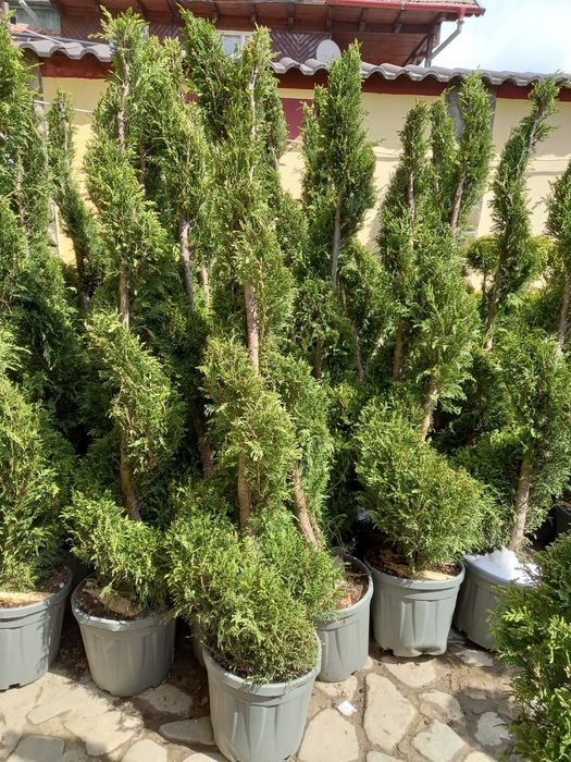 Vând tuia smarald columna braband lelandy spirale pon pon