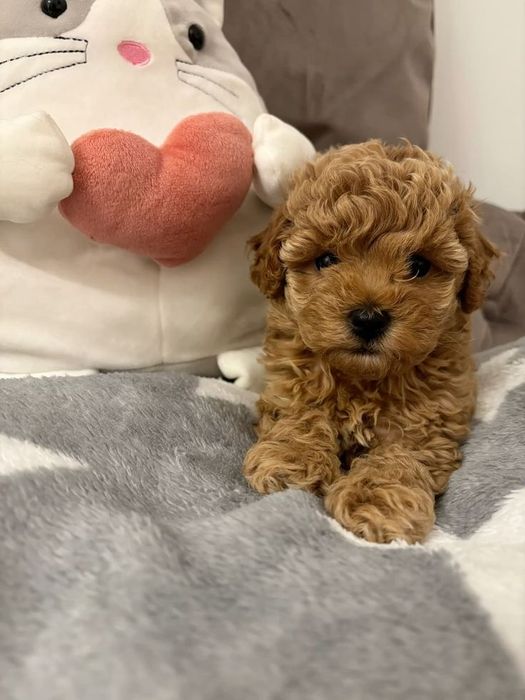Maltipoo mini Toy /Poodle toy Pudel Toy Roșcat -Apricot
