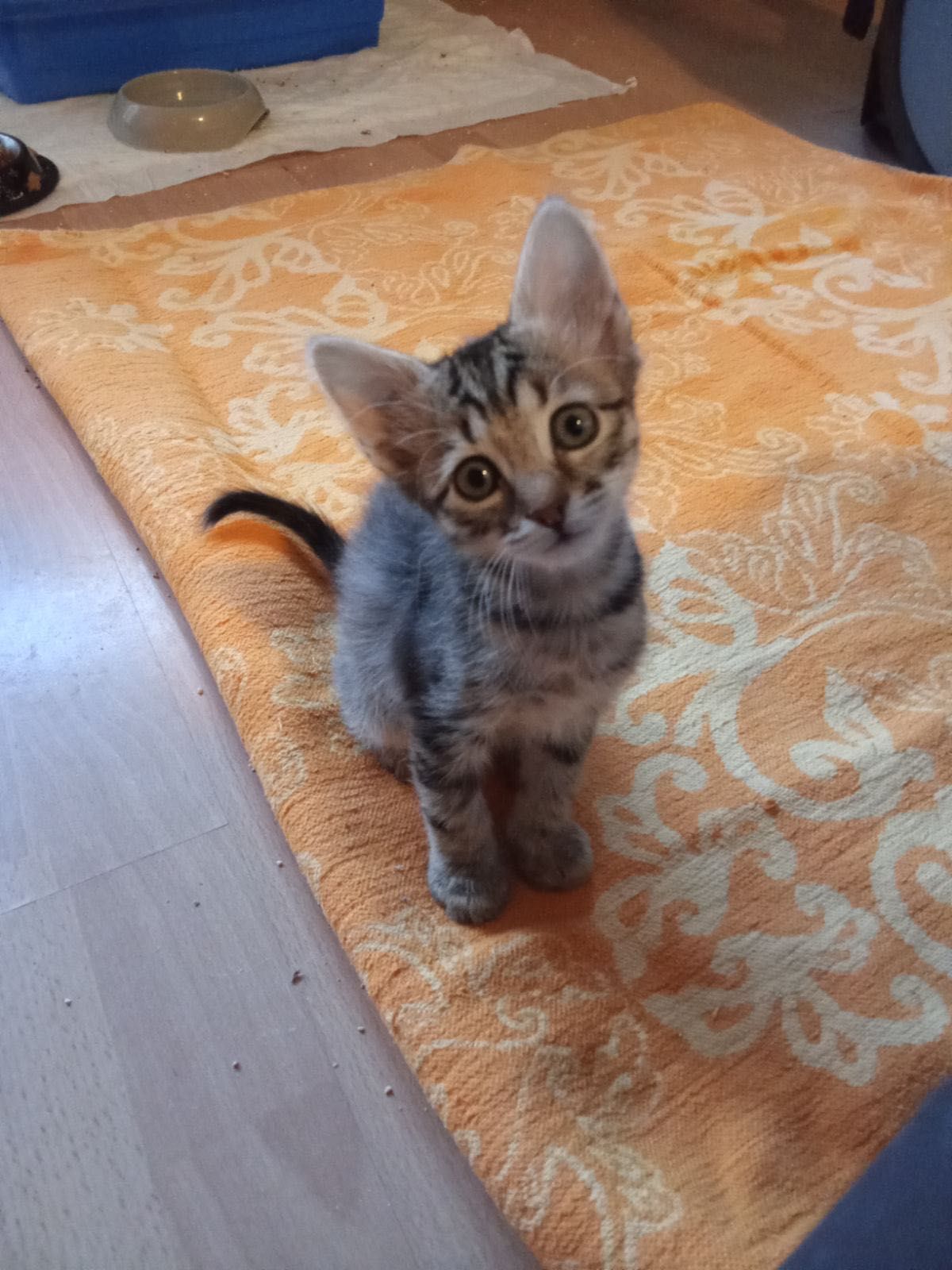 Подарявам 5 малки котета на 2 месеца