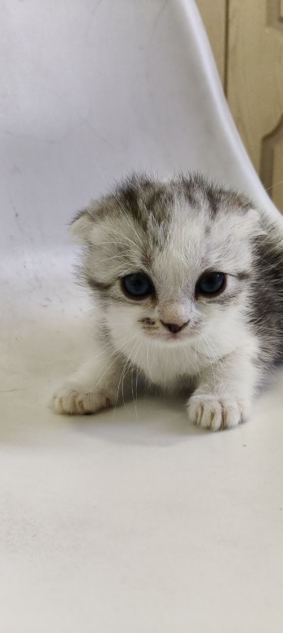 Britanski Shinshil/ Котенок Шиншилла