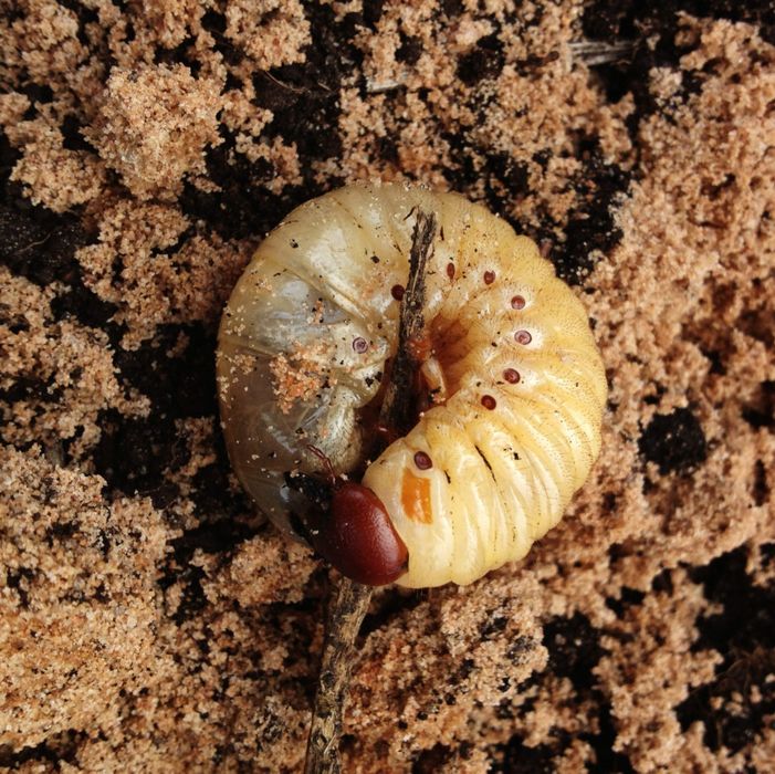 Гусеница белая кораед