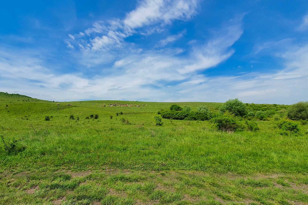 Teren extravilan ideal în satul Ciumăfaia, comuna Borșa, județul Cluj.