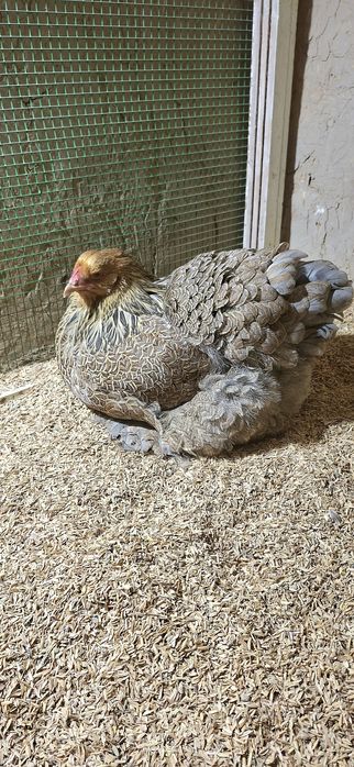 Galuboy kuropat brama makiyon sotiladi