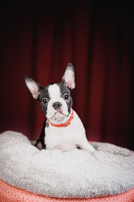 Кученца от породата БОСТЪН ТЕРИЕР