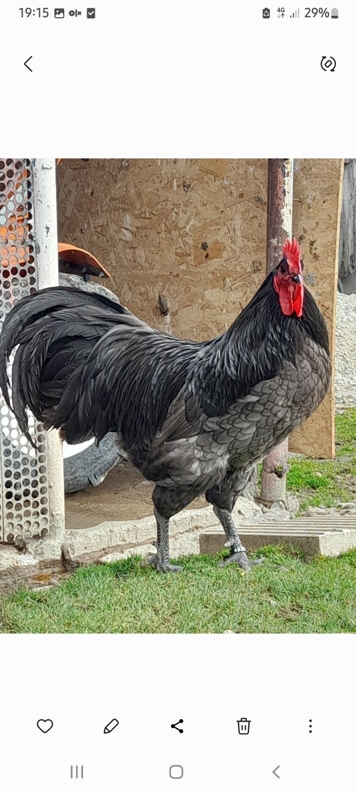 Vând cocosi din rasa Australorp Negru și Albastru