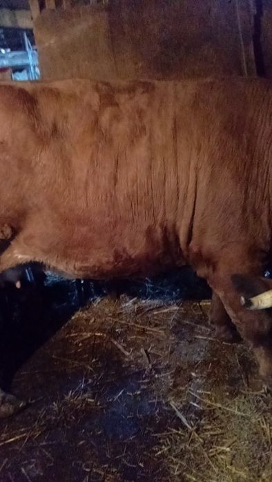 Vaca de vânzare pentru sacrificat