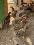 Tineret fazani comuni