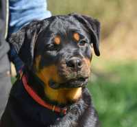 Rottweiller femela de top!