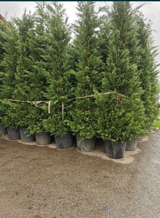 Tuia smaragd și leylandii uriaș la înălțimea de 1m-4m/ calitate extra