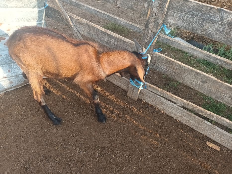 Vând un tap și o iada