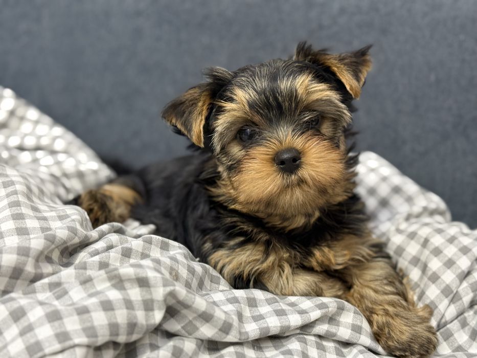 Предлогаются к продаже породистые малыши йоркширский терьер