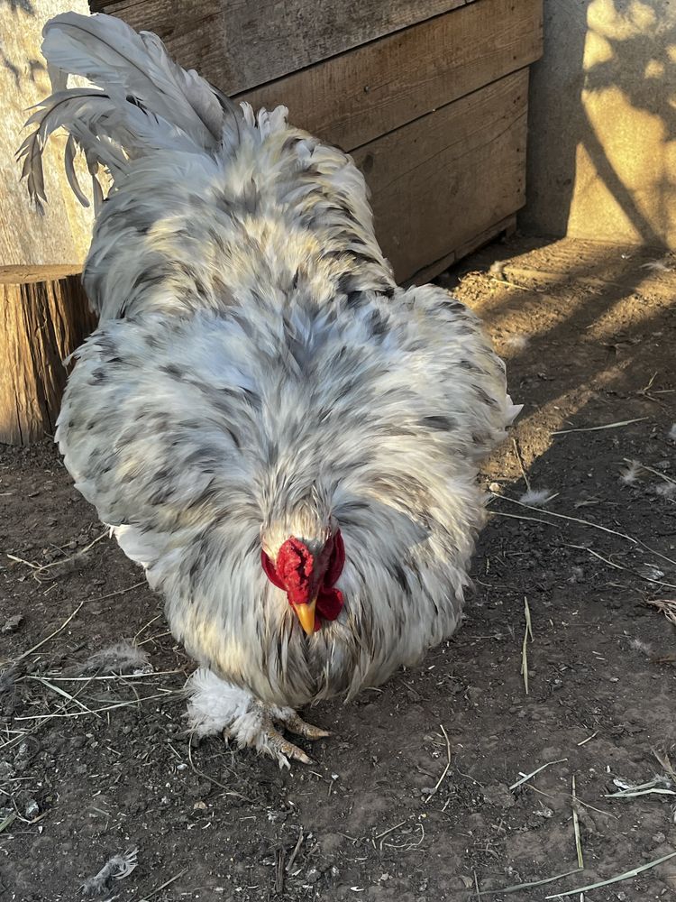 Cocosi Brahma   .