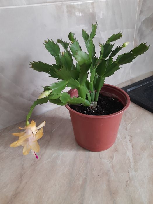 Продам,, Декабрист "- жёлтый!