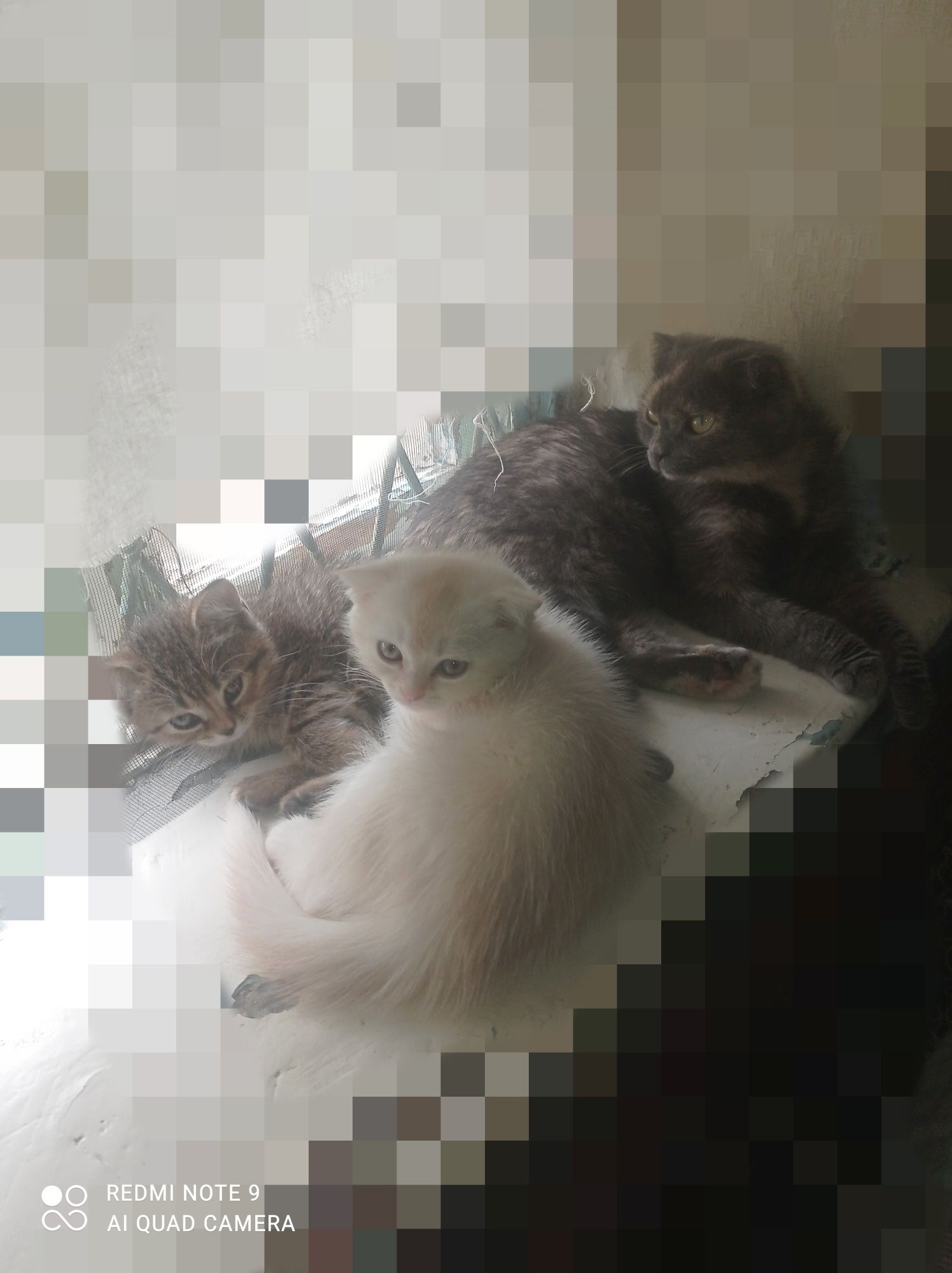 Породистые котята скоттиш фолд.