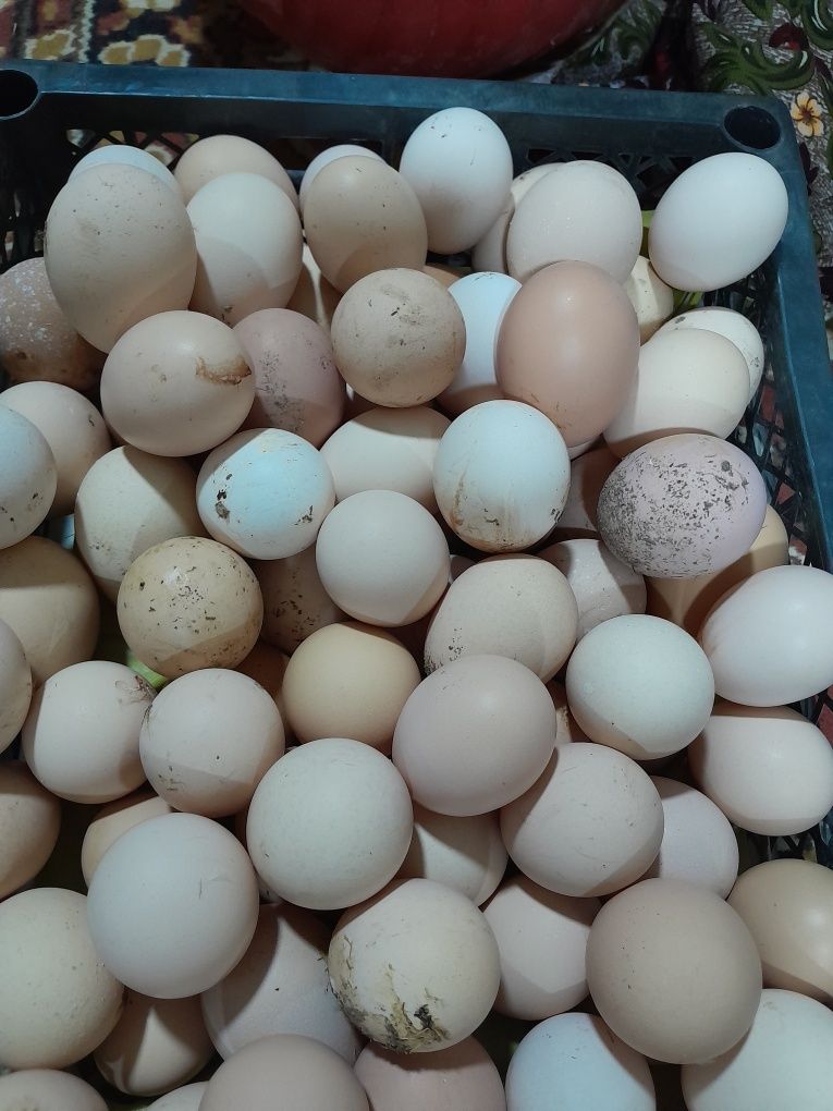 Продаю Домашние яйцы
