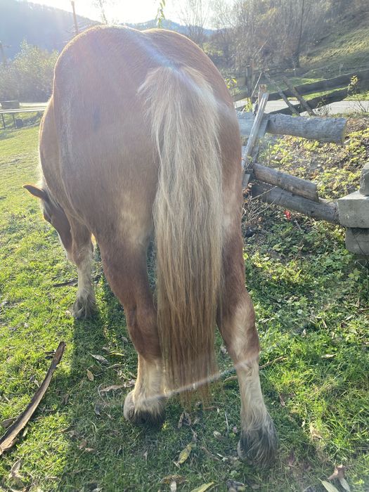 Vand manzul din imagini