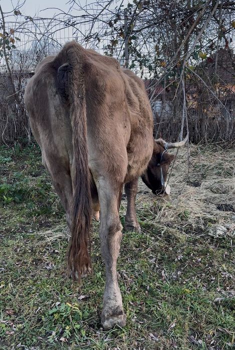Vand vaca gestantă în 7 luni