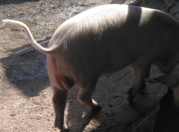 Кабанчик 4,5 мес не кастрированный