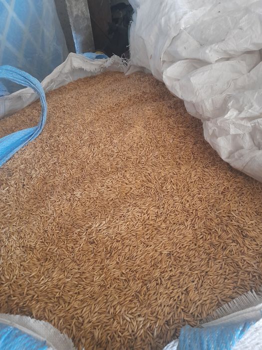 Vând ovaz productie 2025