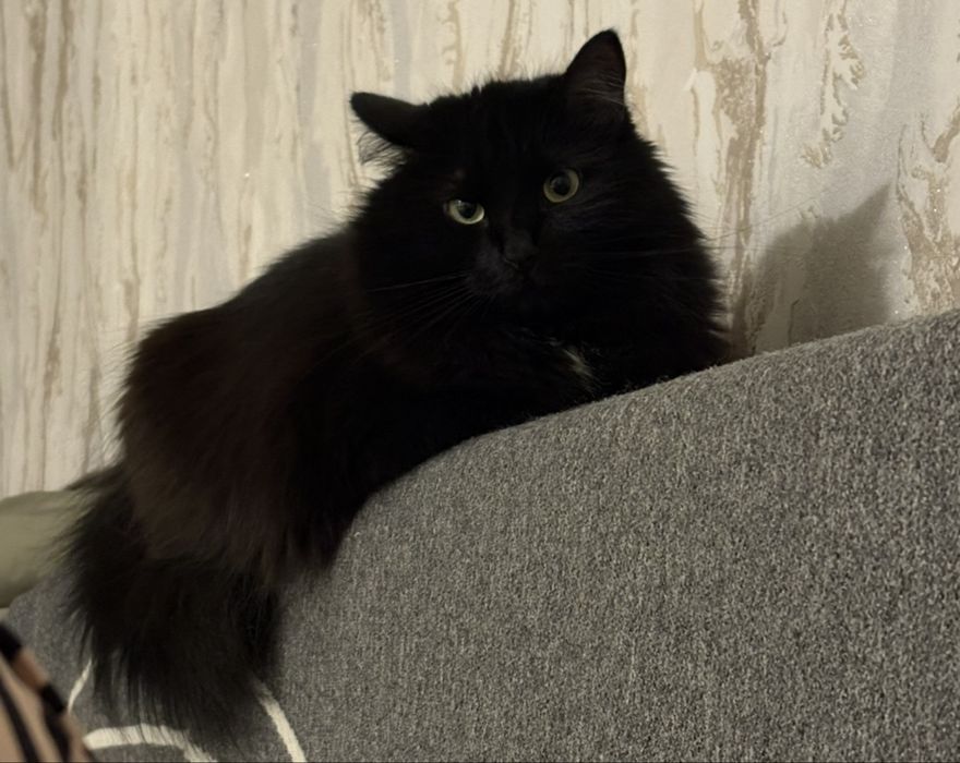 Отдам кошку в хорошие руки,к лотку приучина,ласковая.