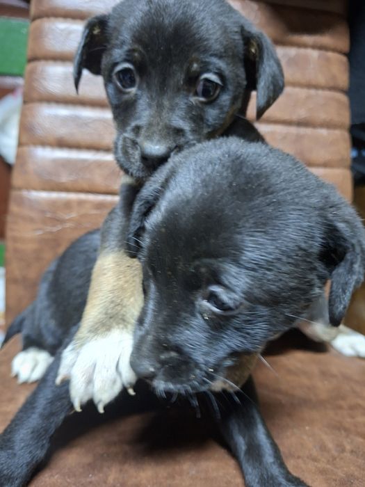 Puiu de cățel spre adopție