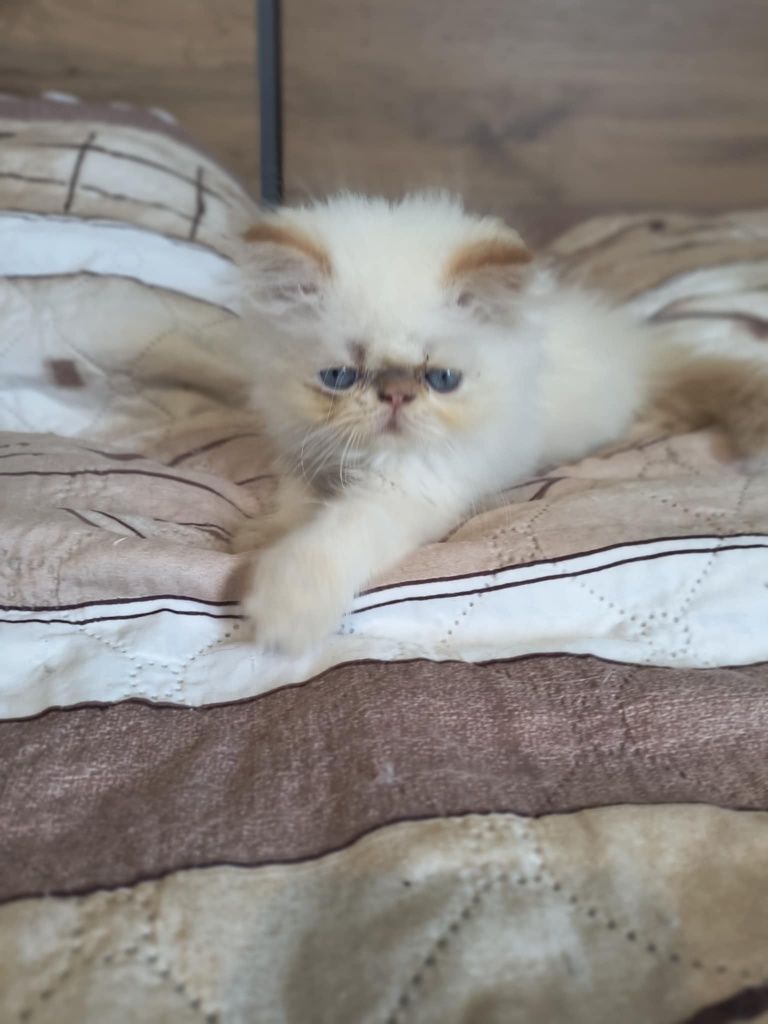 Химайски персийски котета