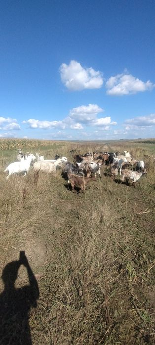 Caută alt domiciliu