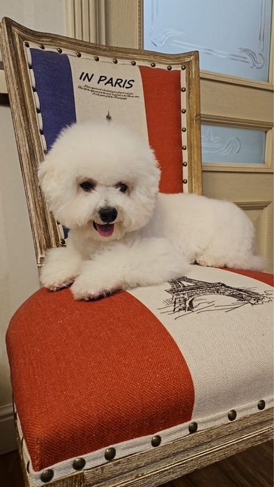 Щеночки Бишон Фризе