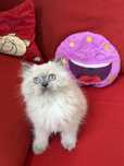 Femela British Longhair Color Point