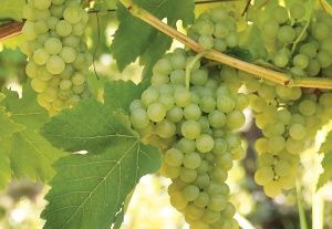 Vita De Vie Altoită (DE VIN )