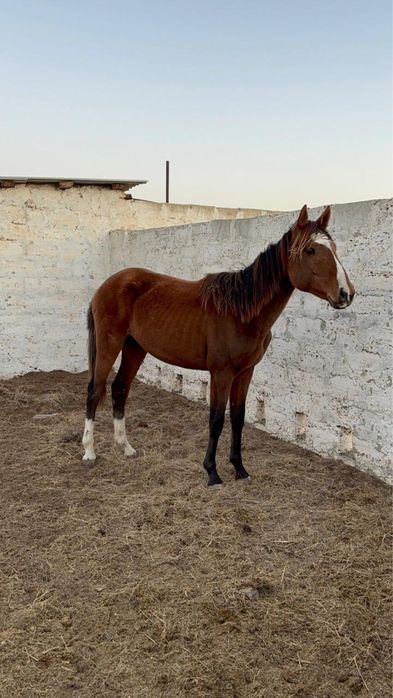 Тай сатылады тазақан